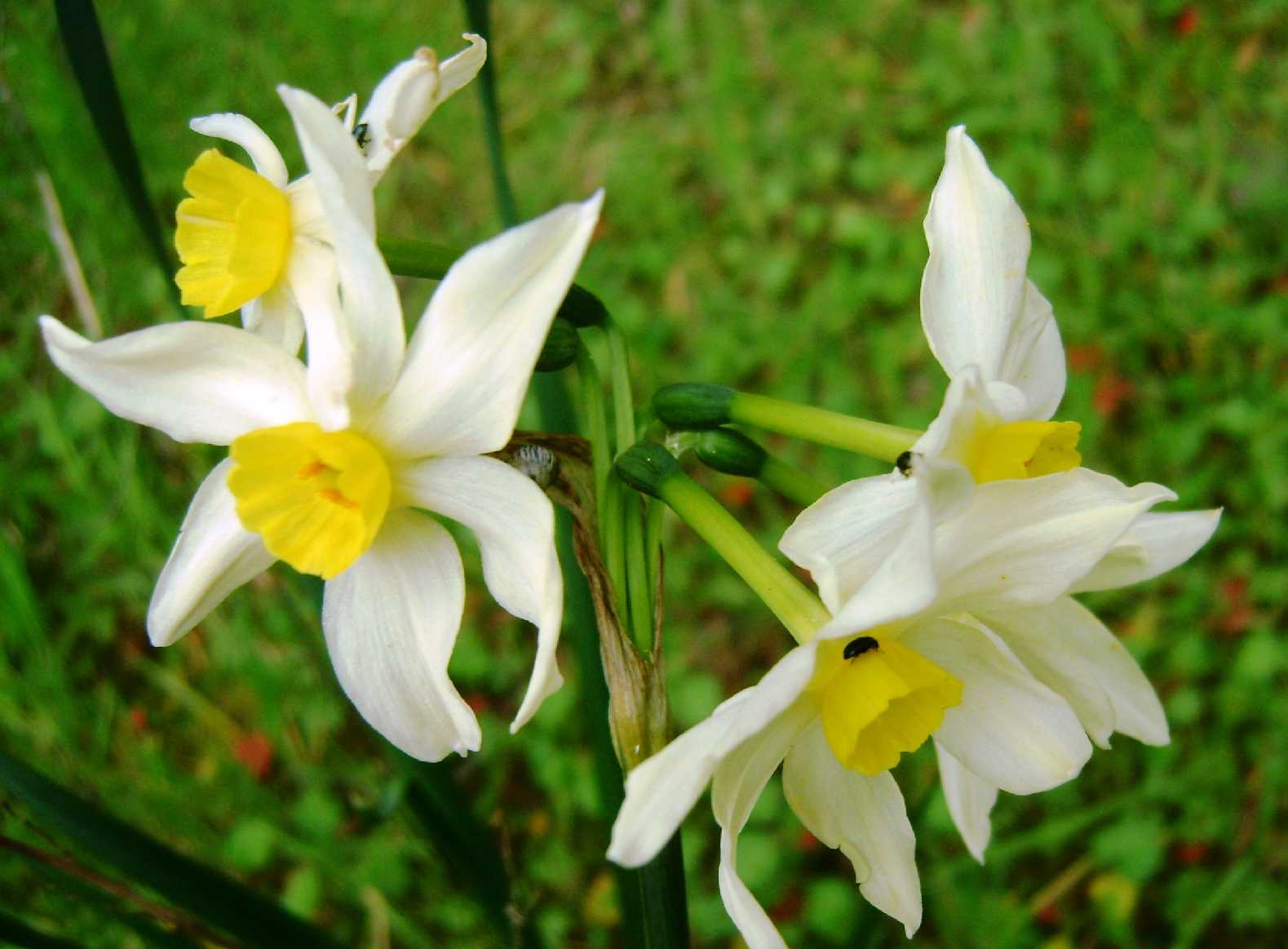 Narcissus tazetta ssp. tazetta